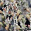 Iceberg Alley® Sageleaf Willow #2 - Image 2